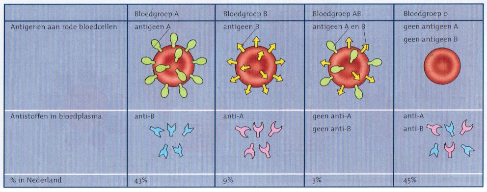 antigenenoprodebloedcel