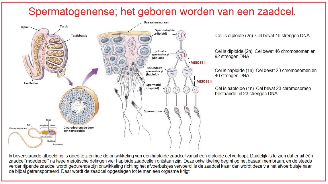 Spermatogenese3