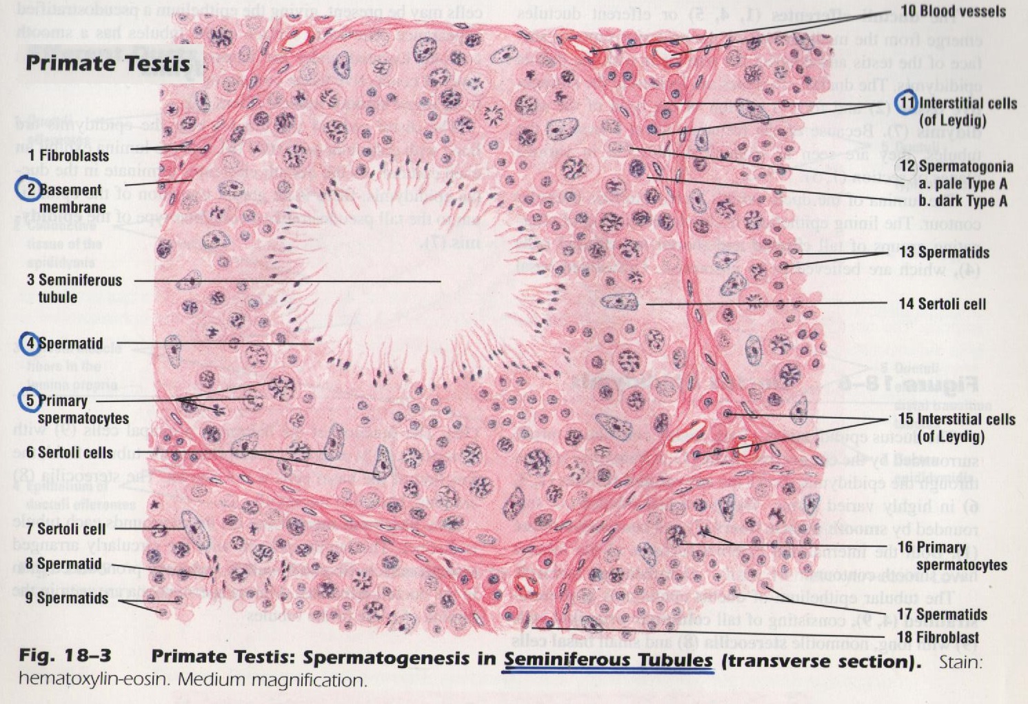 Spermatogenesedeelvergroting1