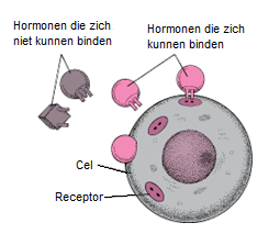 hormoon receptor
