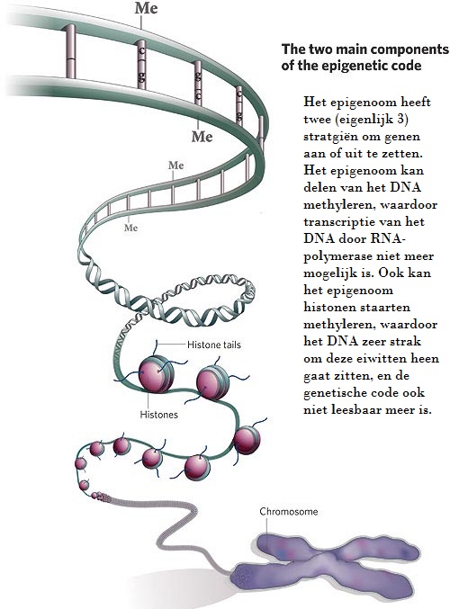 Epigenoom uitleg