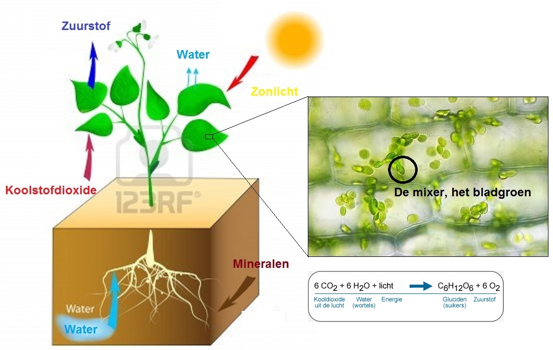 fotosyntheseinplantenen MIXERS