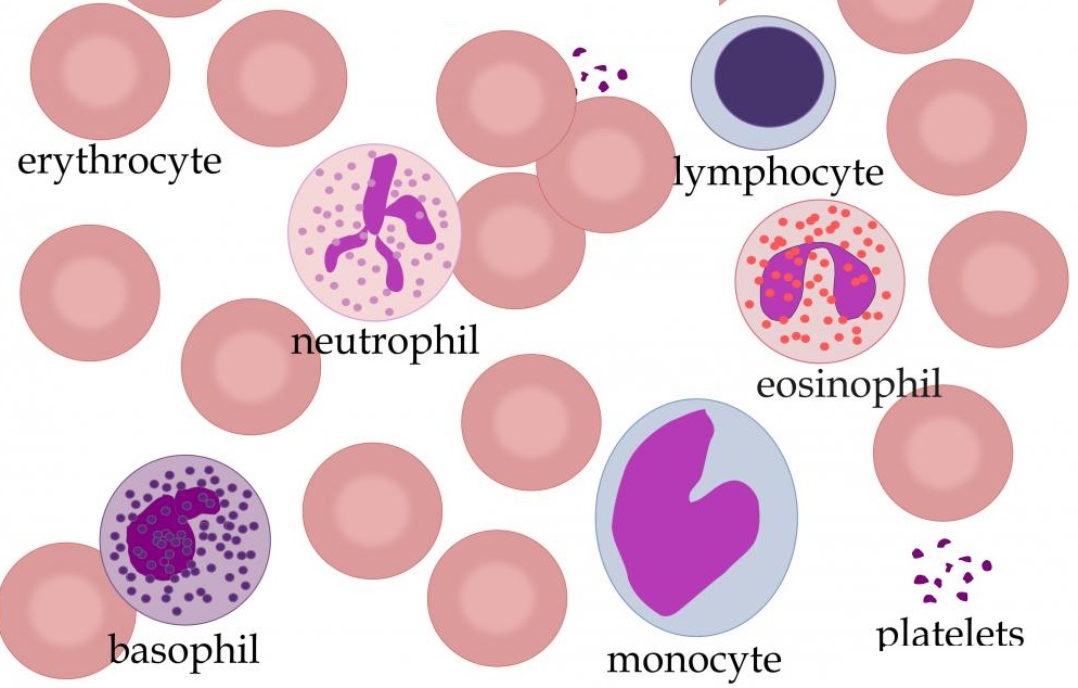 diagram-of-blood-cells2