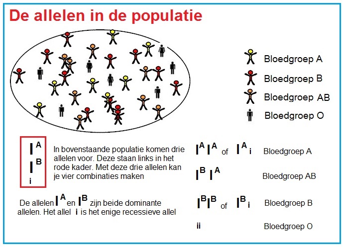 Bloedgroepenindetail2