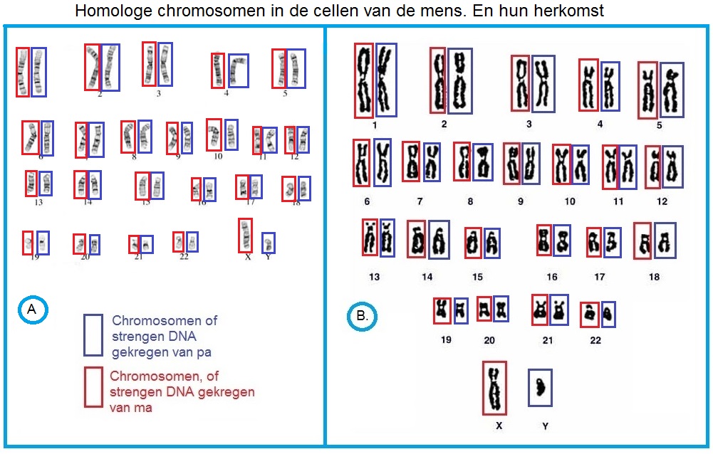 Chromosomenvanpaenma4