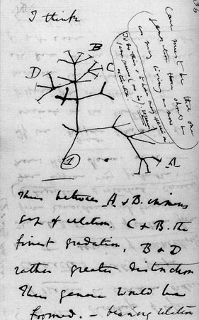 Darwin brief "I think" 15 Darwin I think