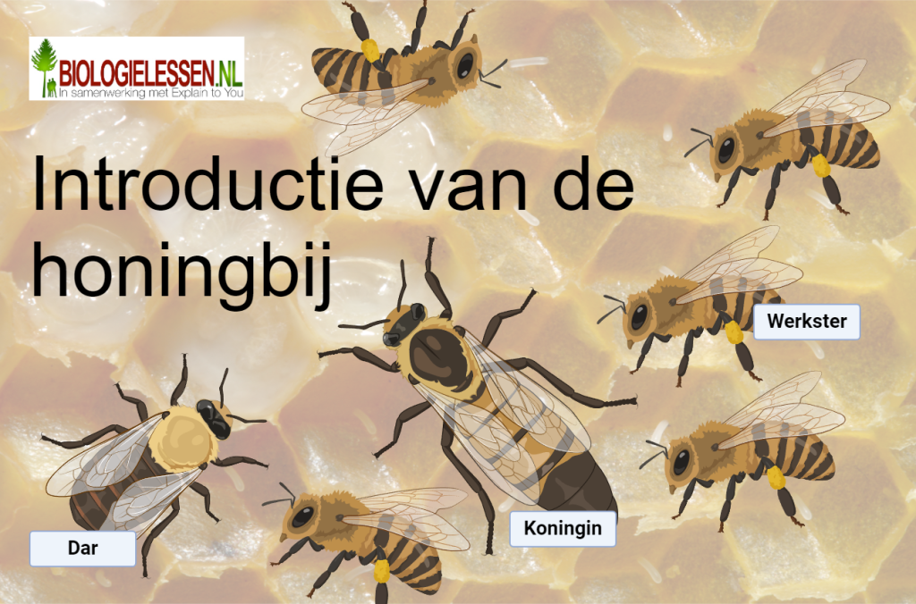 introductie van de honingbij bijen