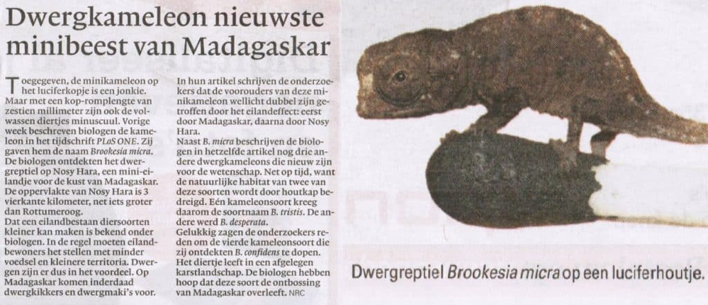 Dwergkameleon nieuwste minibeest van Madagaskar (Eilandteorie) 13 Dwergkameleon nieuwste minibeest van Madagaskar 2 Eilandtheorie