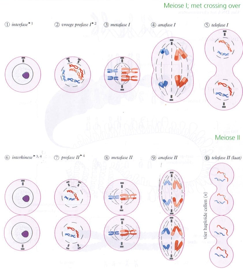 Meiose