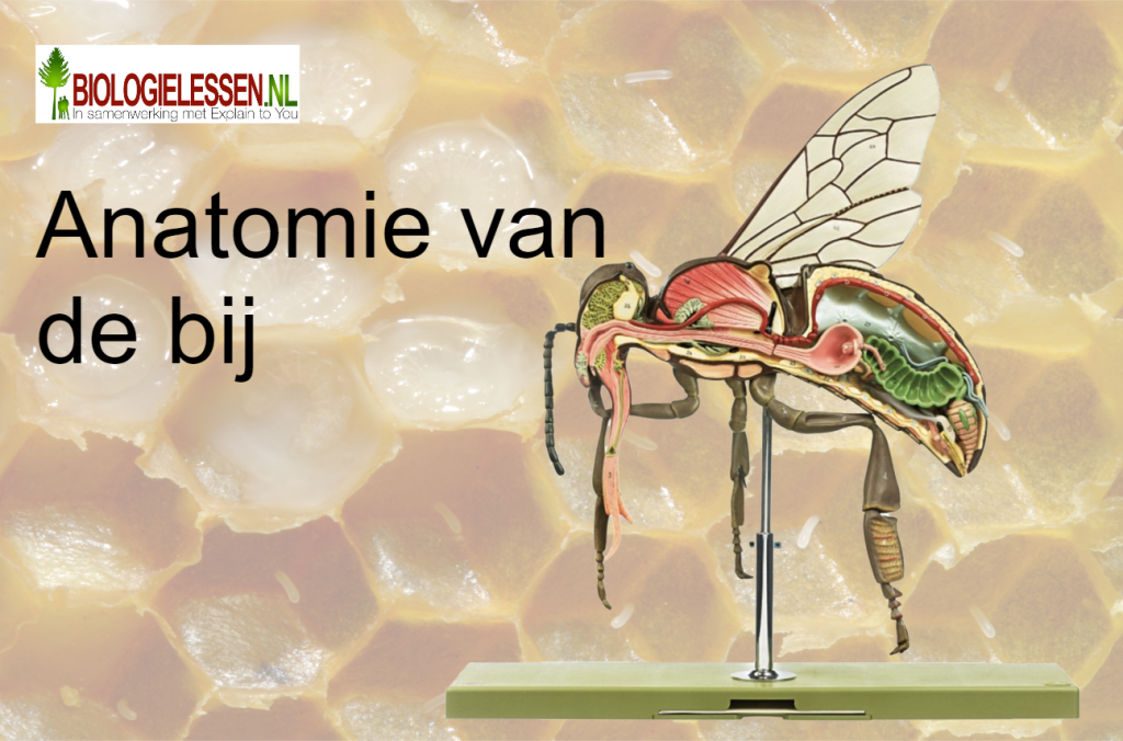 Anatomie van de bij bijen