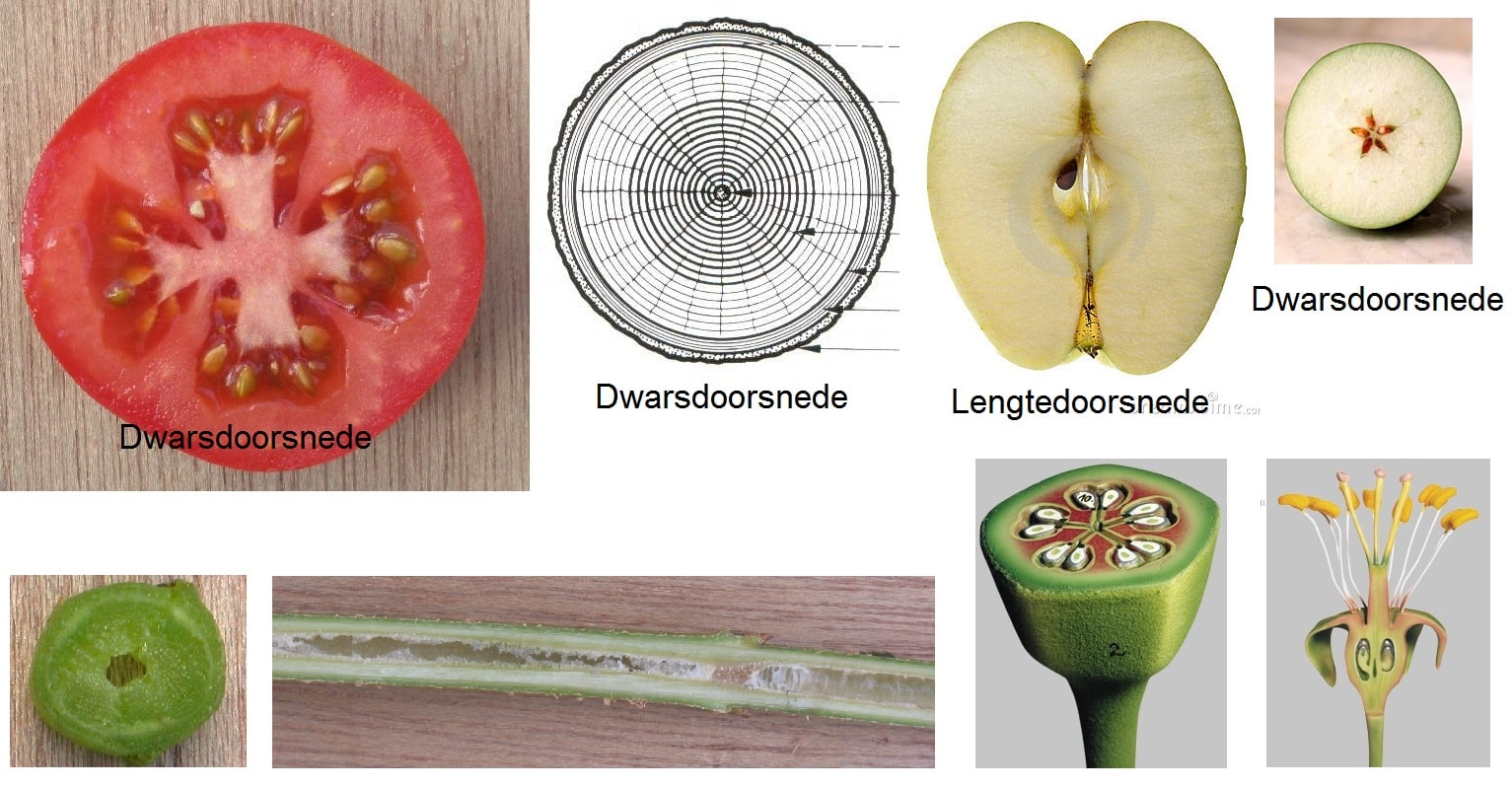Tekenen In De Biologie Biologielessen nl Tekenen In De Biologie Biologielessen nl