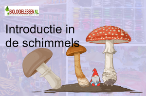 Introductie in de schimmels OB