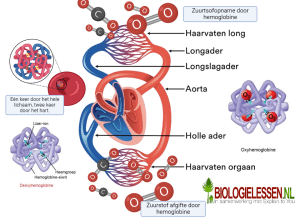 Bloedsomloop Biologielessen nl Bloedsomloop Biologielessen nl