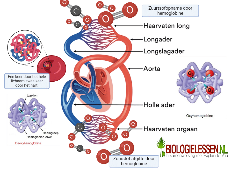 Dubbele bloedsomloop