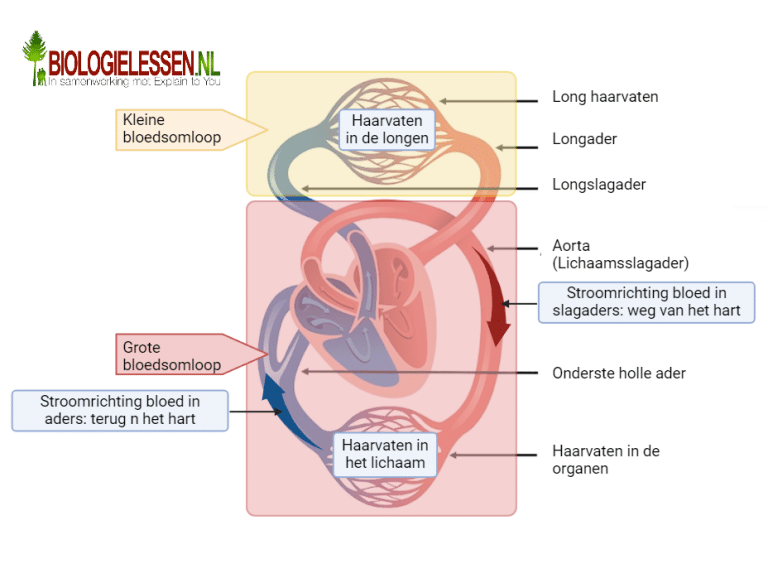 Bloedsomloop - Biologielessen.nl