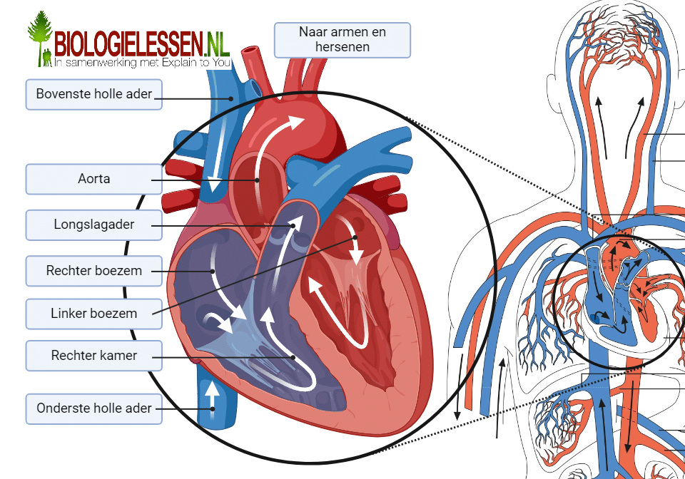 bloedsomloop het hart