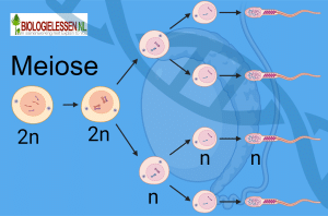 Meiose 1