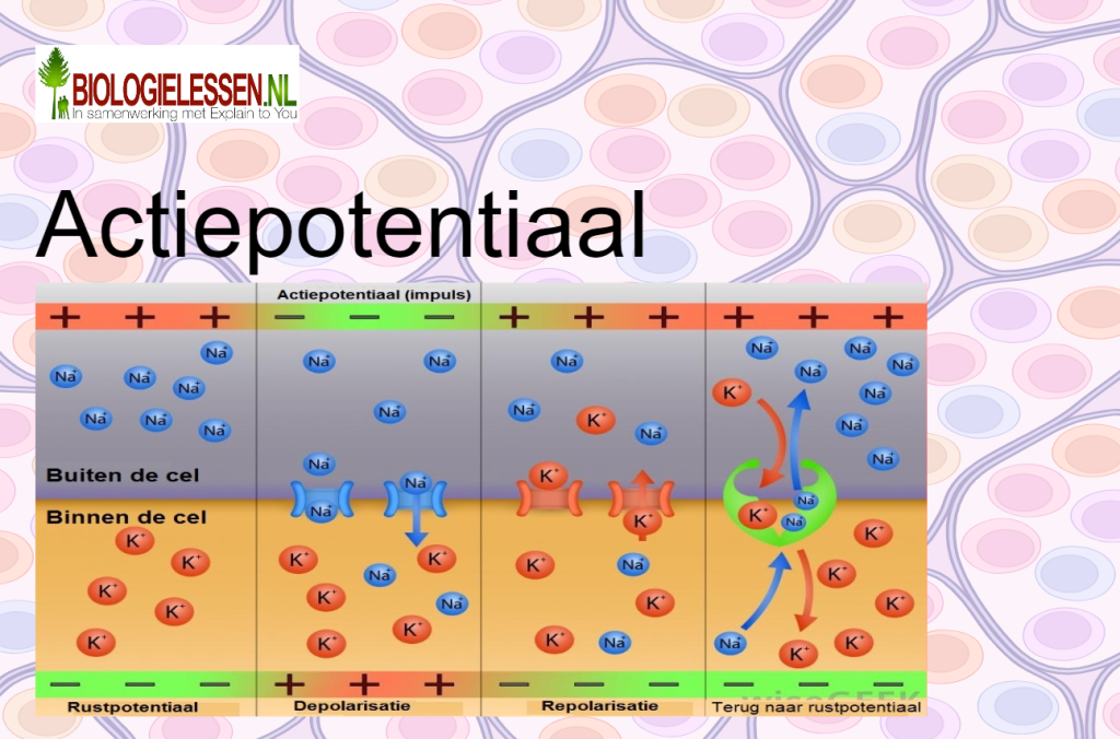 Actiepotentiaal