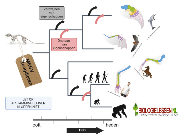 Homoloog Bewijs voor evolutie - Biologielessen.nl