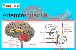 Ademfrequentie