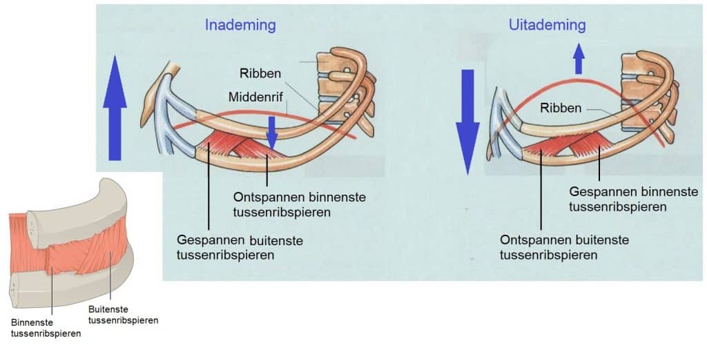 Borstademhaling 11 Binnenstetussenribspieren
