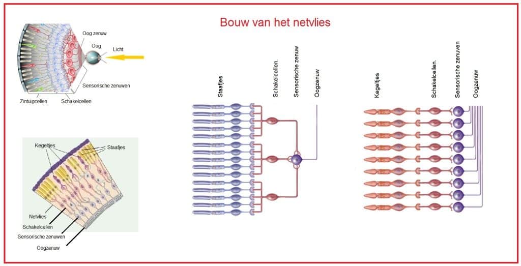 Netvlies 15 Netvlies