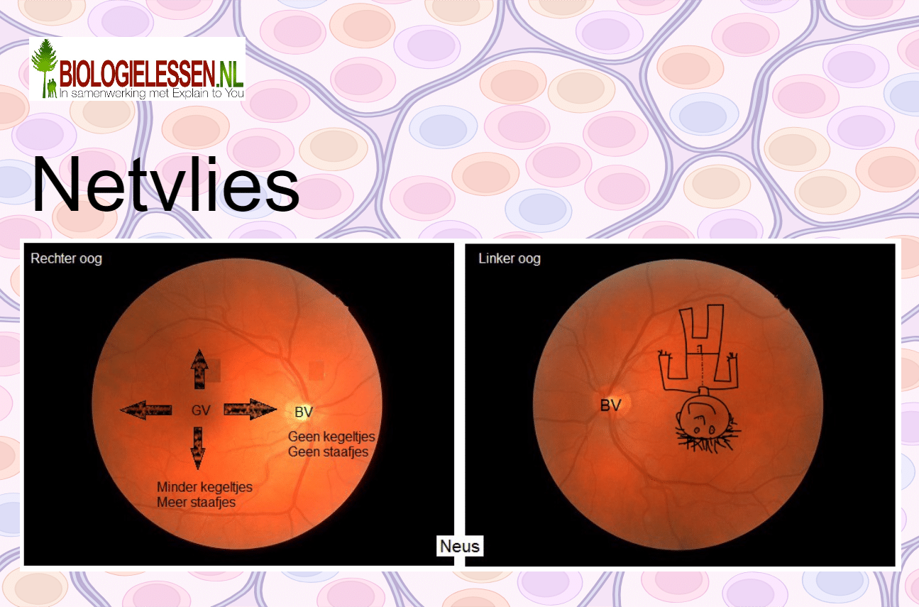 Netvlies - Biologielessen.nl
