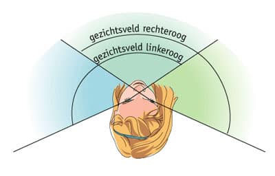 gezichtsveld