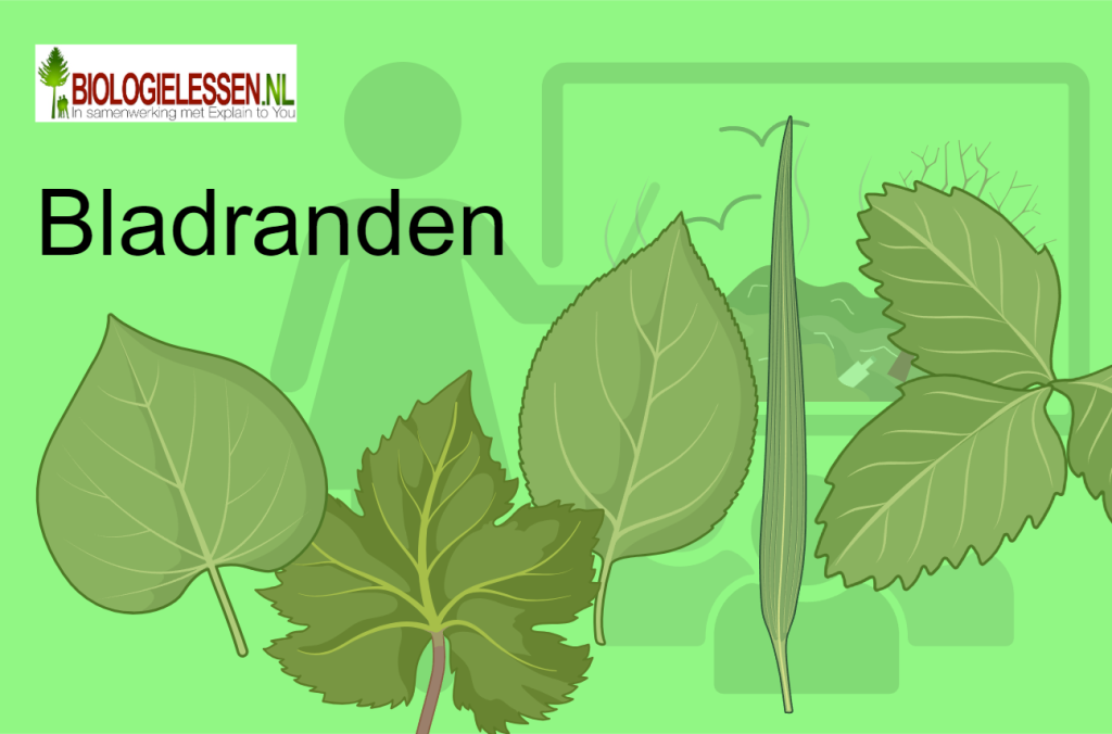 Bladranden natuurlessen