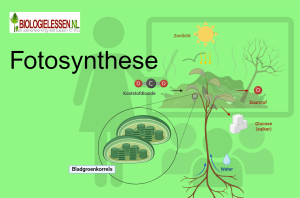 Fotosynthese natuurlessen