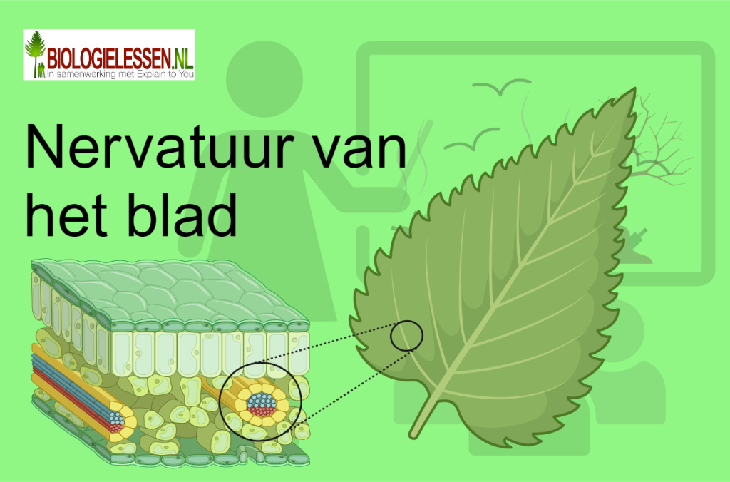 Nervatuur van het blad natuurlessen