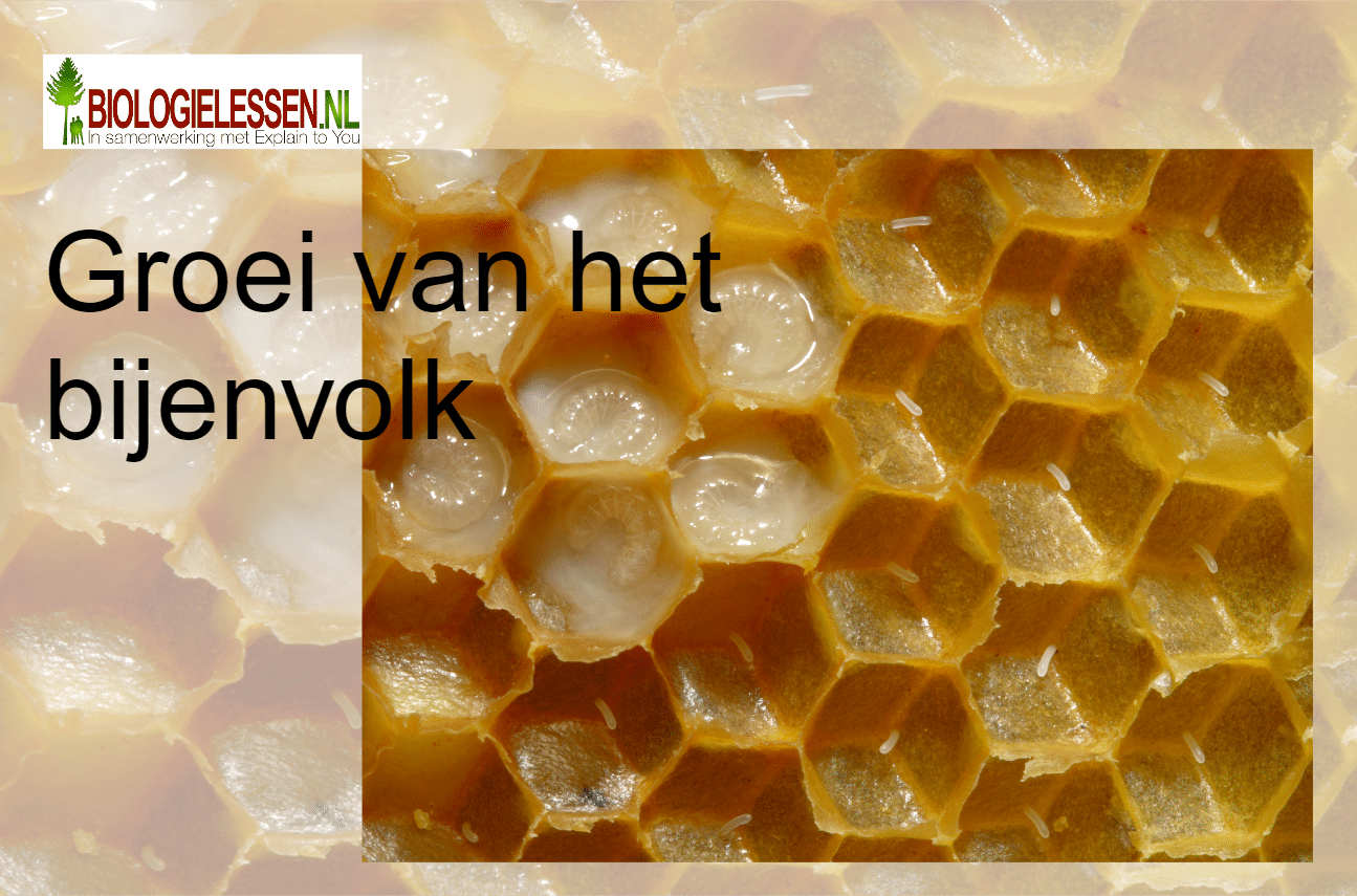 Hoe Groot Is Een Bijenvolk