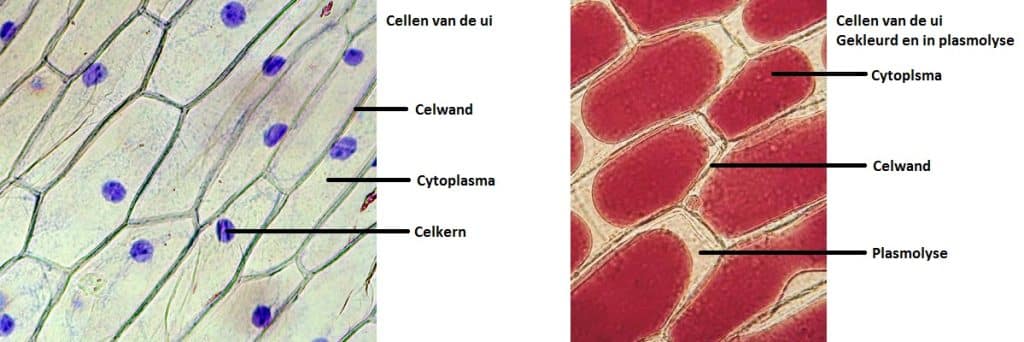 Cellenvandeuicompilatie