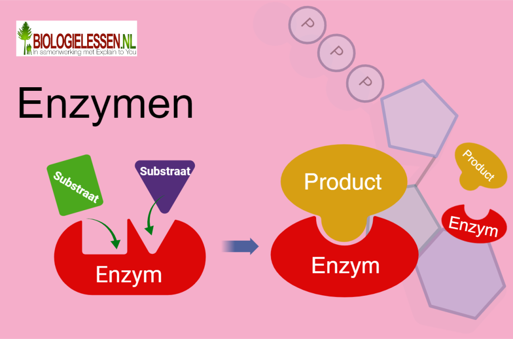 Enzymen