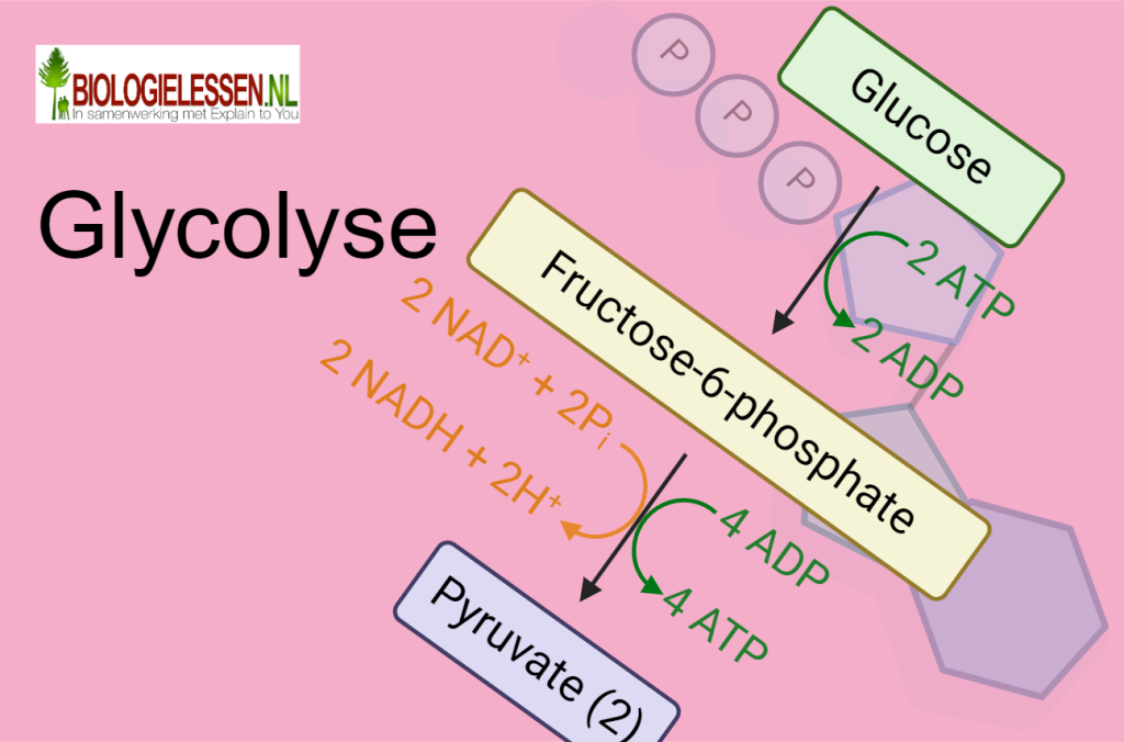 Glycolyse