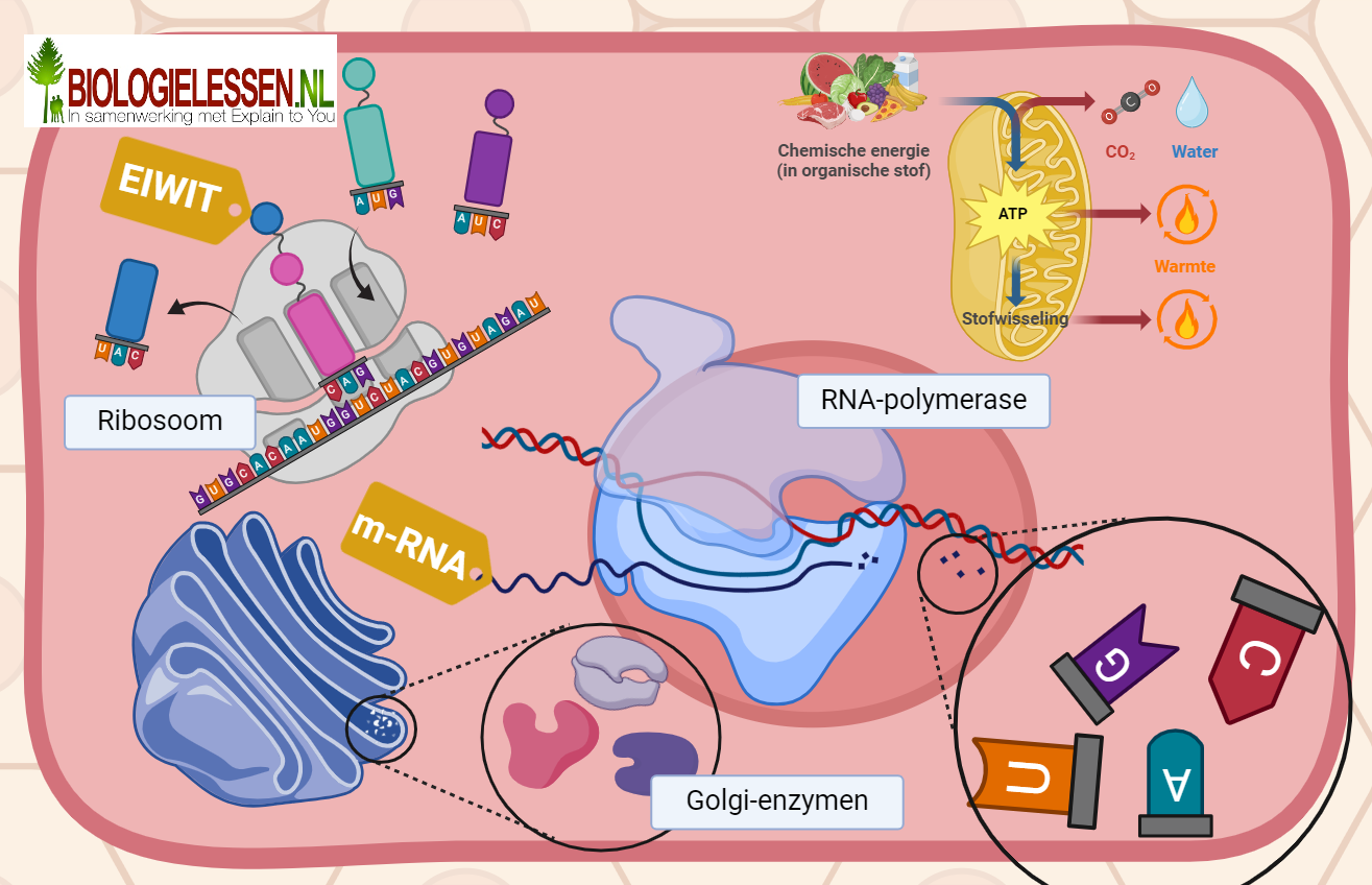 Enzymen spelen een belangrijke rol in alle organellen van de cel