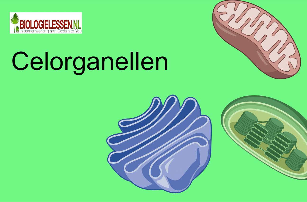 Cellen - Biologielessen.nl