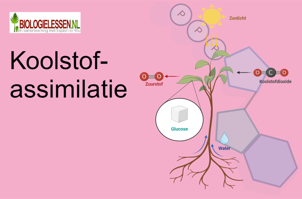 Koolstofassimilatie