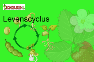 Levenscyclus