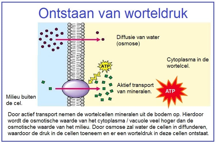 Worteldruk