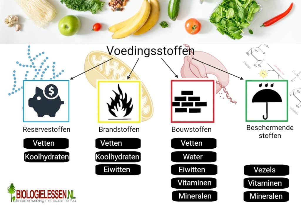 Voedingsmiddelen en hun voedingsstoffen 2