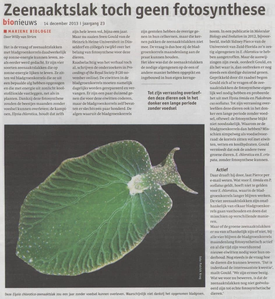 Zeenaaktslak toch geen fotosynthese 21 Zeenaaktslaktochgeenfotosynthese