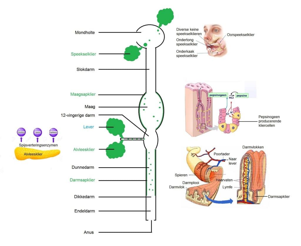 het spijsverteringsstelsel
