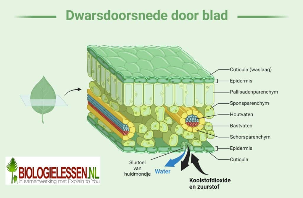 Dwarsdoorsnede door een blad