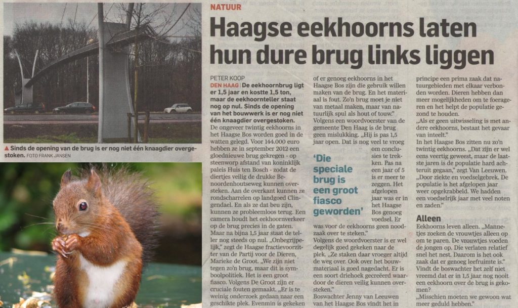 Haagse eekhoorns laten hun dure brug links liggen 9 Haagseeekhoornlaatdurebruglinksliggen