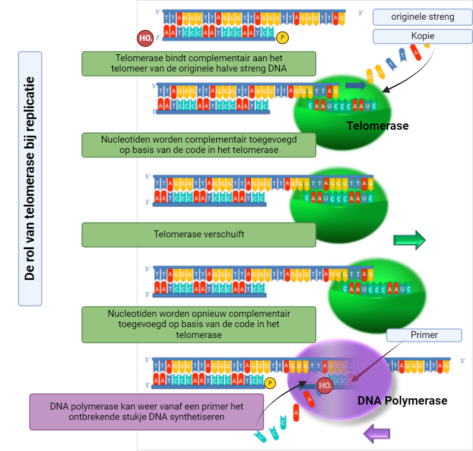 De rol van telomerase bij replicatie 2