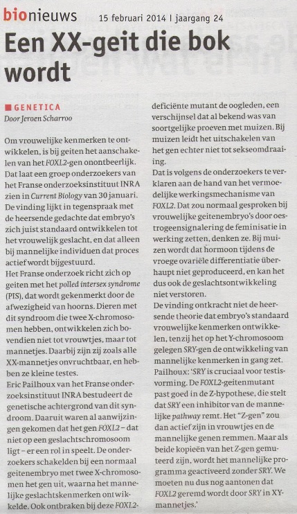 Een XX-geit die bok wordt 1 EenXXgeitdiebokwordt2