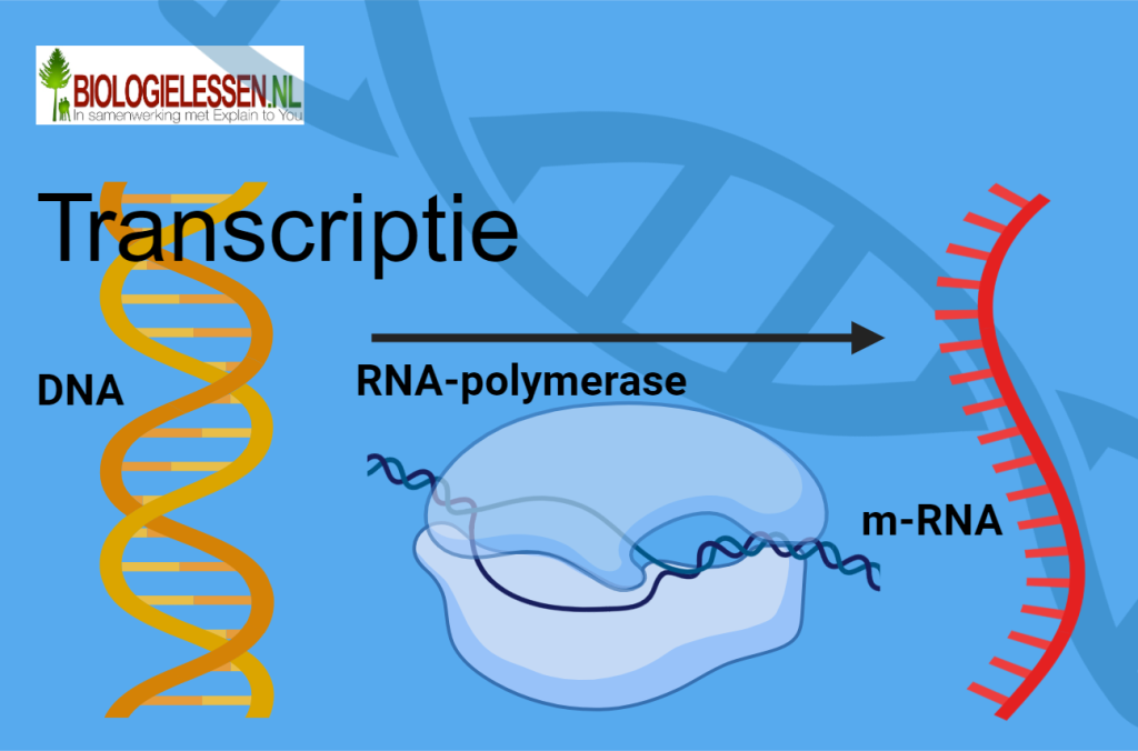 Transcriptie