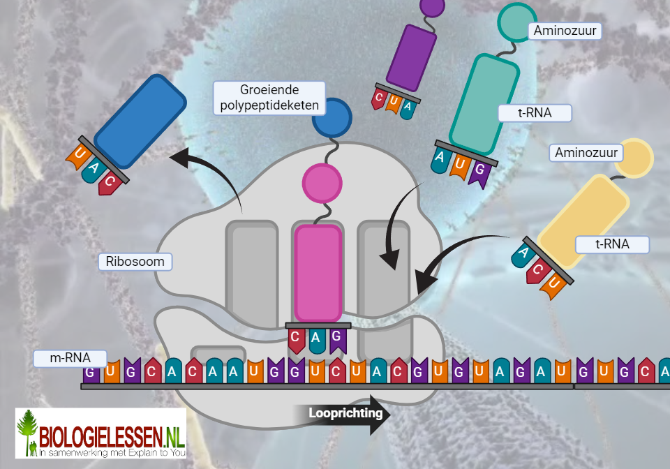 t RNA en transcriptie