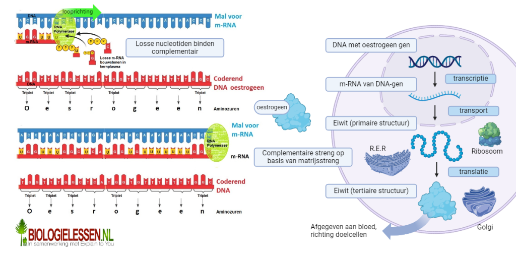 transcriptie 1